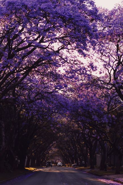 A scenic street scene featuring a canopy of vibrant purple Jacaranda trees arching over the roadway, their delicate flowers densely clustering on branches. Sunlight filters through the blossoms, casti